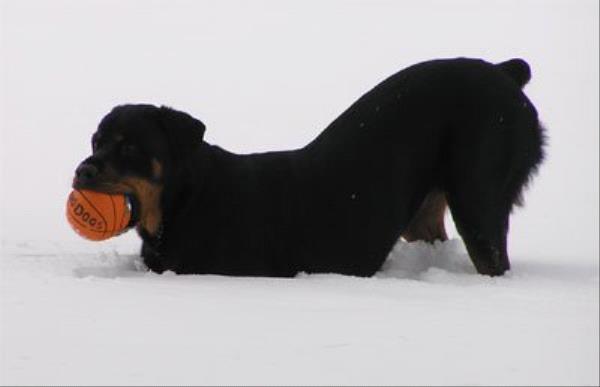 /Images/uploads/MidAmerica Rottweiler Rescue/adoptarottphotocontest/entries/10532thumb.jpg